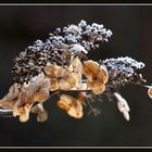 Hortensie im Winter