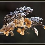 Hortensie im Winter