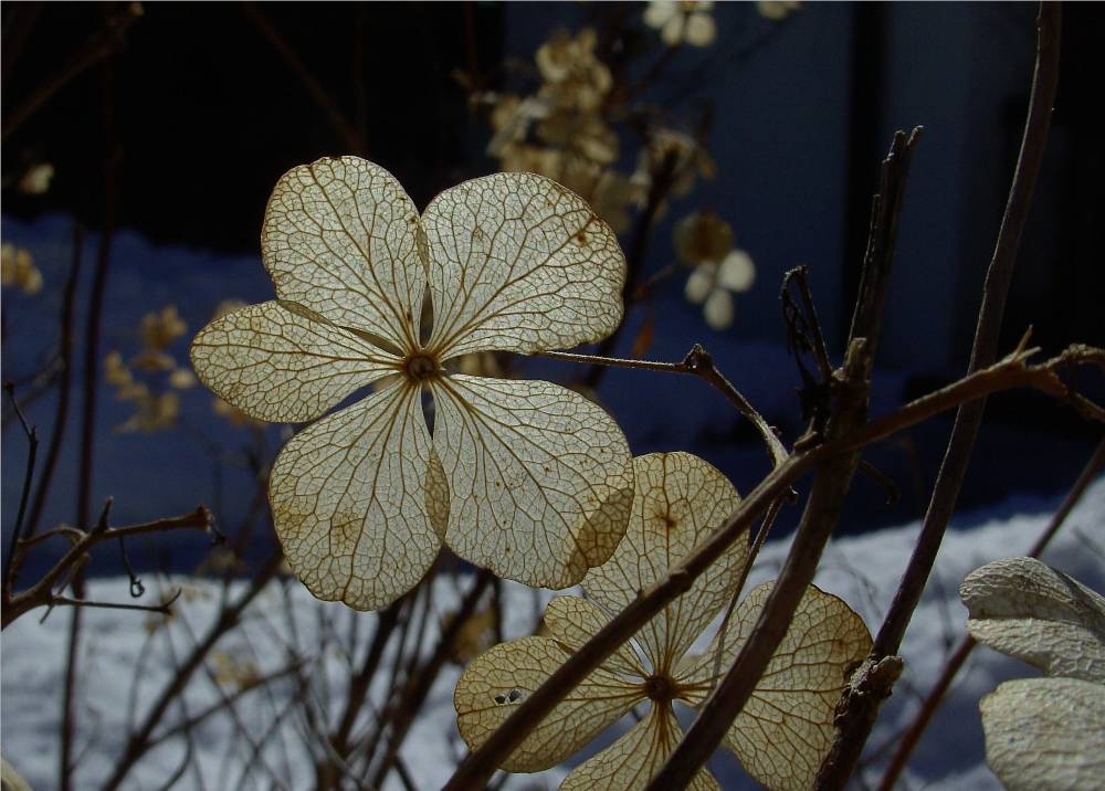 Hortensie im Winter