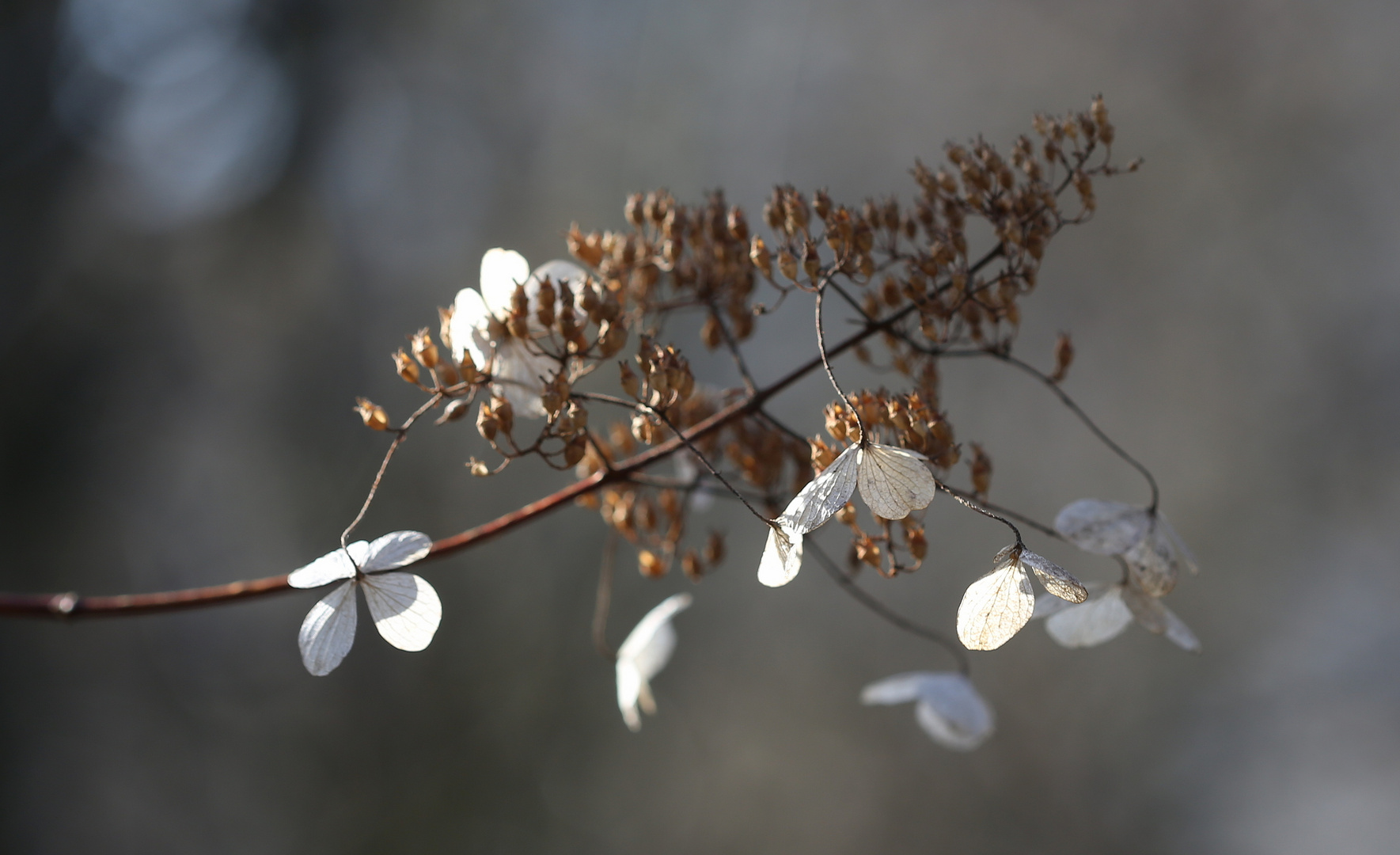 Hortensie im Winter