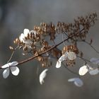 Hortensie im Winter