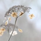 Hortensie im Winter bei Nebel...