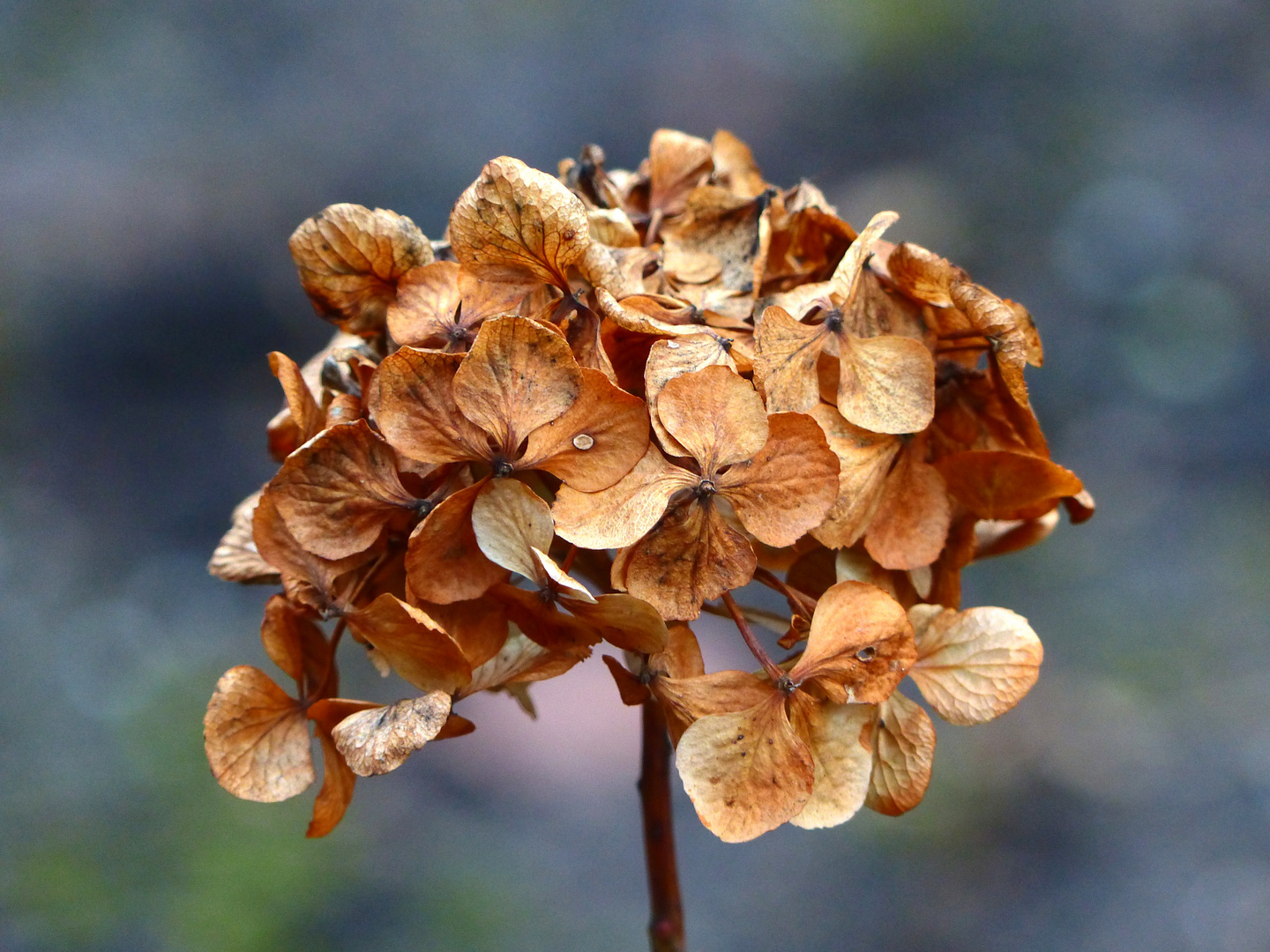  Hortensie im Winter Foto & Bild pflanzen, pilze & flechten