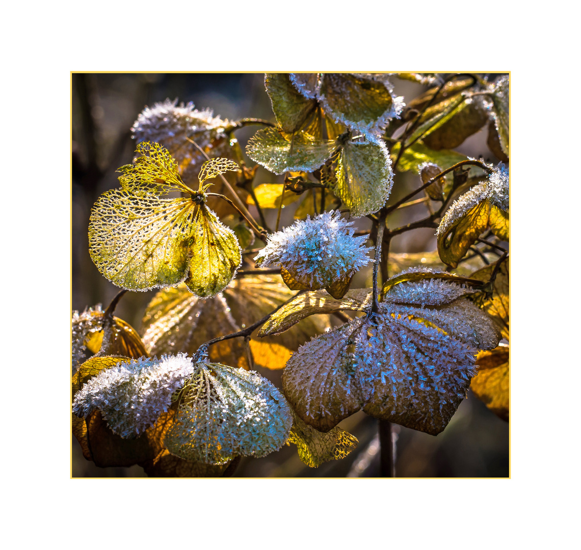 Hortensie im Winter