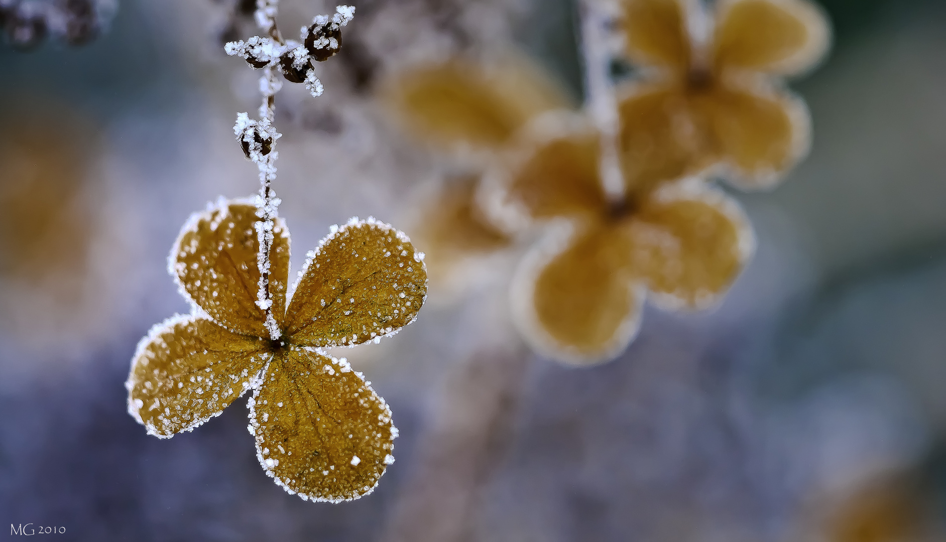 Hortensie im Winter