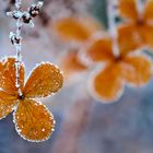 Hortensie im Winter