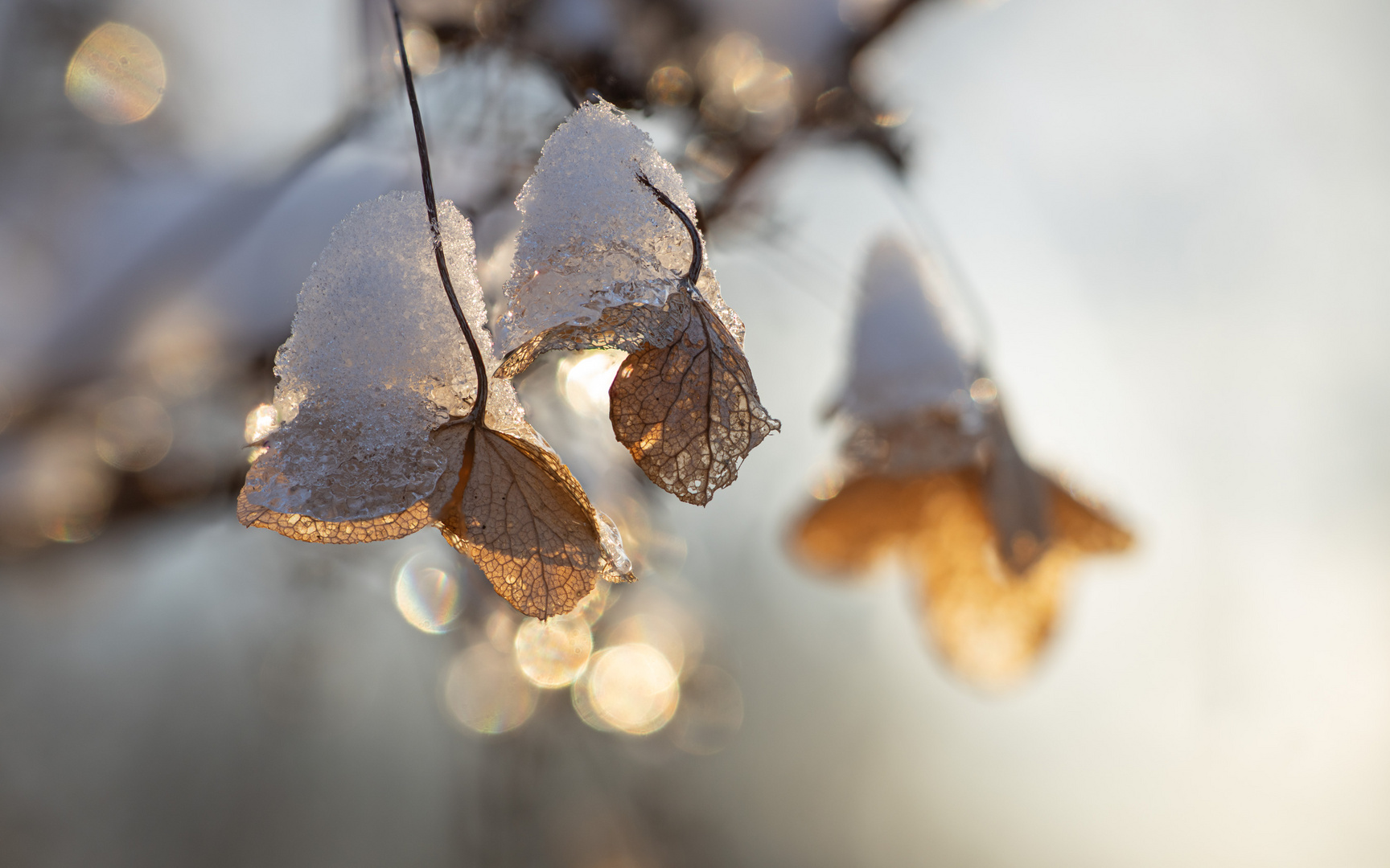 Hortensie im Winter I