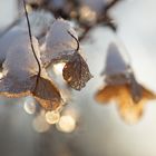 Hortensie im Winter I