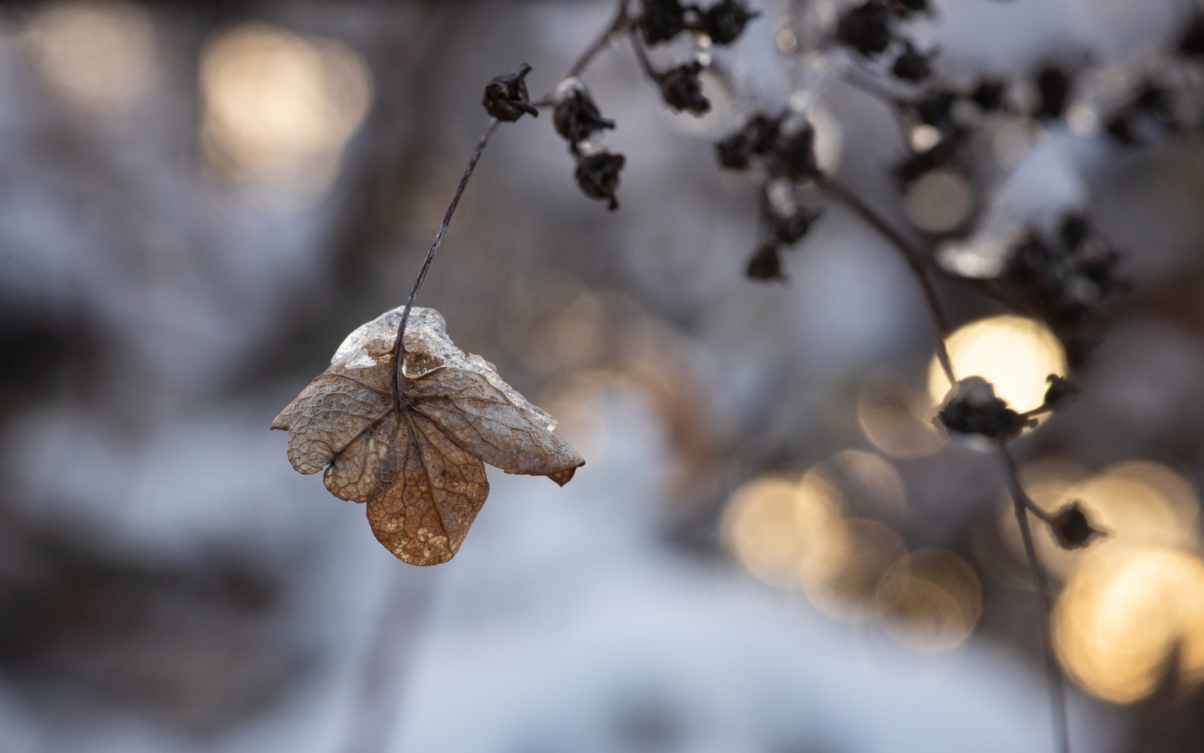 Hortensie im Winter III