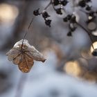 Hortensie im Winter III