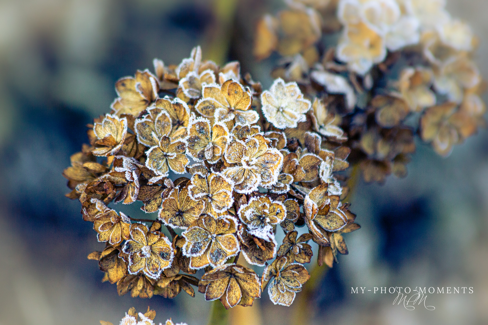 Hortensie im Winterkleid