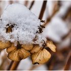 Hortensie im Winterkleid