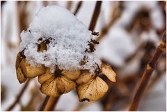 Hortensie im Winterkleid