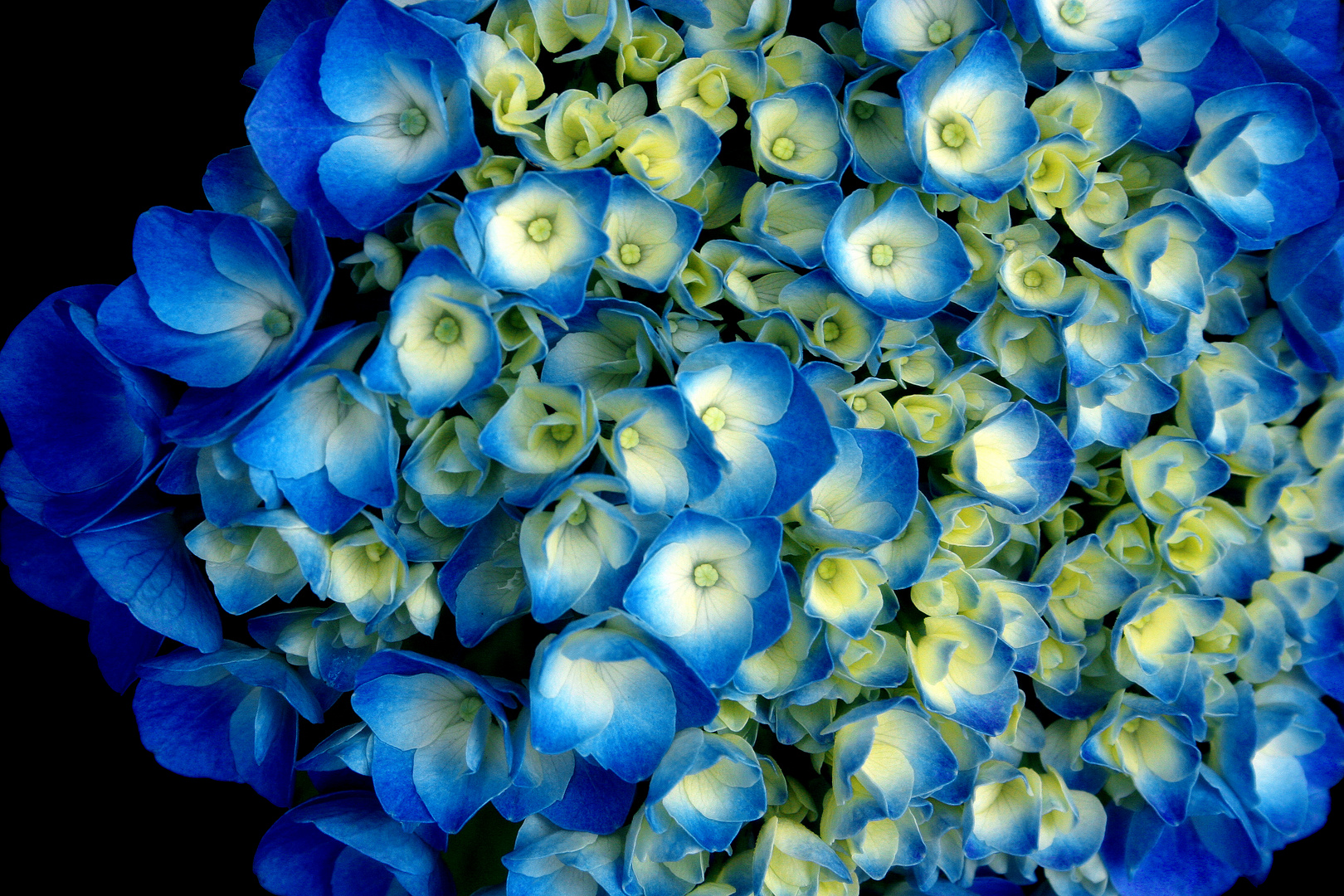 Hortensie in Blau