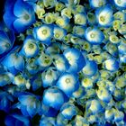 Hortensie in Blau