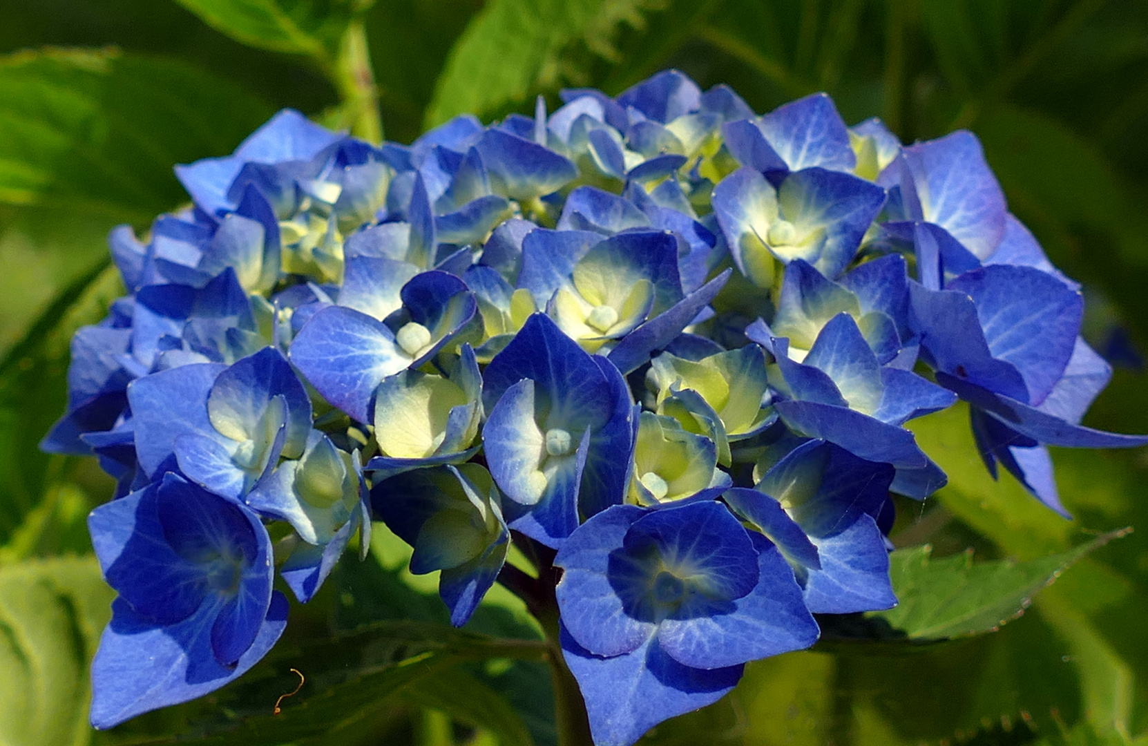 Hortensie in Blau