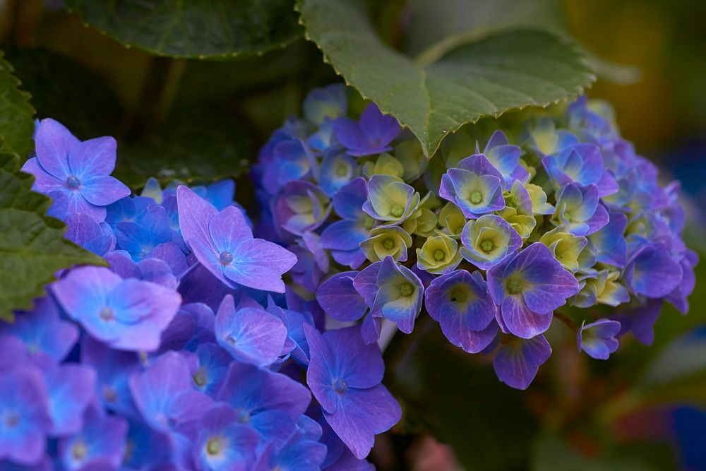 Hortensie in Blau