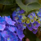 Hortensie in Blau