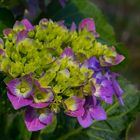 Hortensie in Blau - fängt an zu blühen