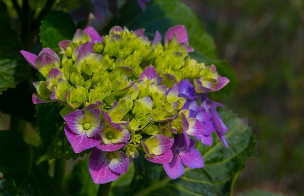 Hortensie in Blau - fängt an zu blühen