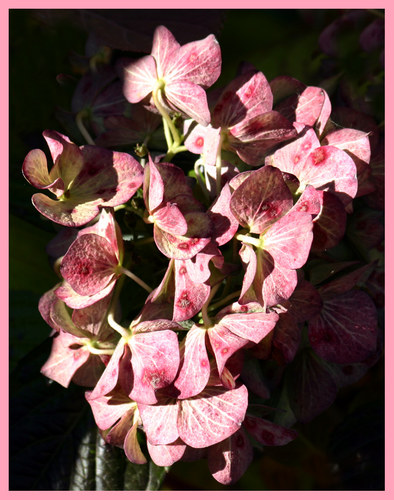 Hortensie in der Abendsonne