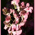 Hortensie in der Abendsonne