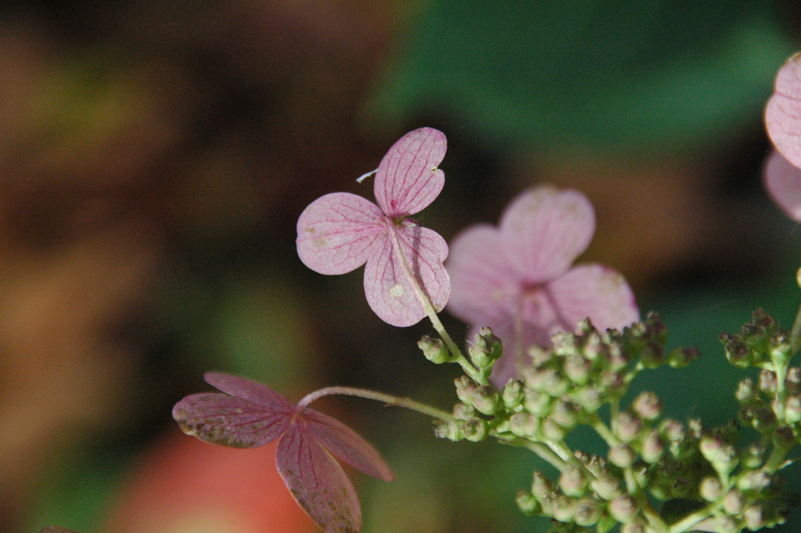 Hortensie in der Herbstsonne