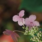 Hortensie in der Herbstsonne