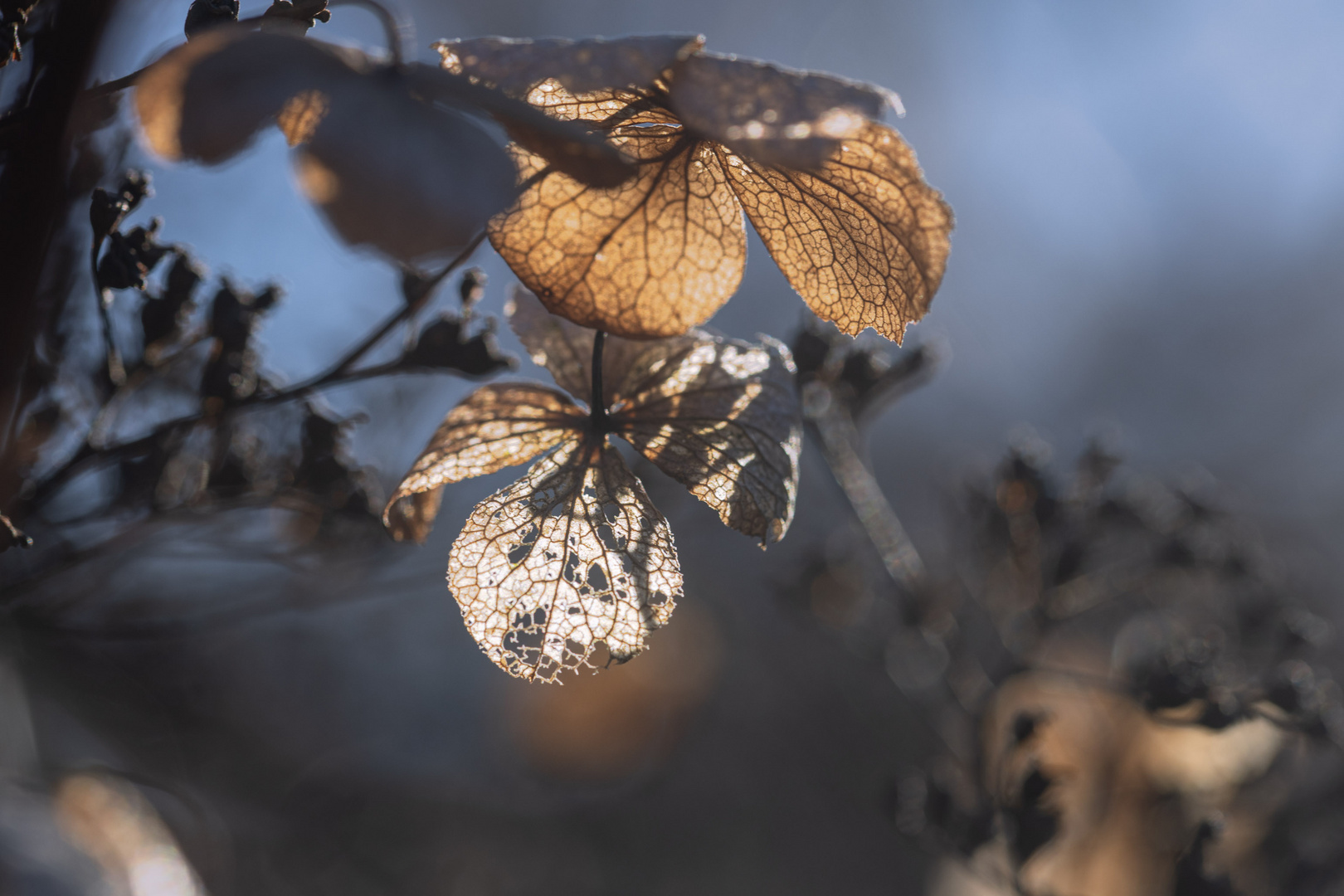 Hortensie in der Wintersonne