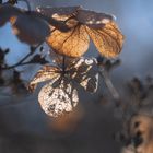 Hortensie in der Wintersonne