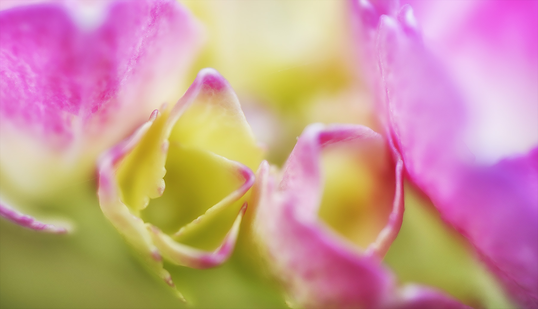 hortensie in einem loderndem pink und gelb ...