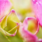 hortensie in einem loderndem pink und gelb ...