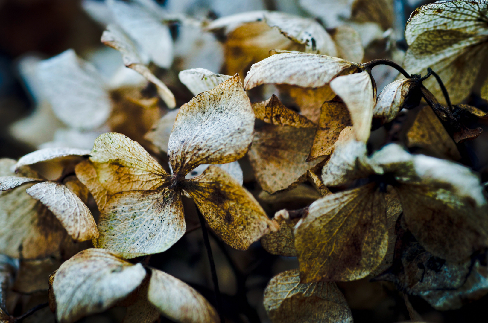 Hortensie in Herbstfarben