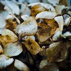 Hortensie in Herbstfarben