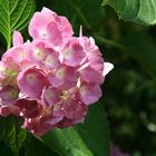 Hortensie in meinem Garten