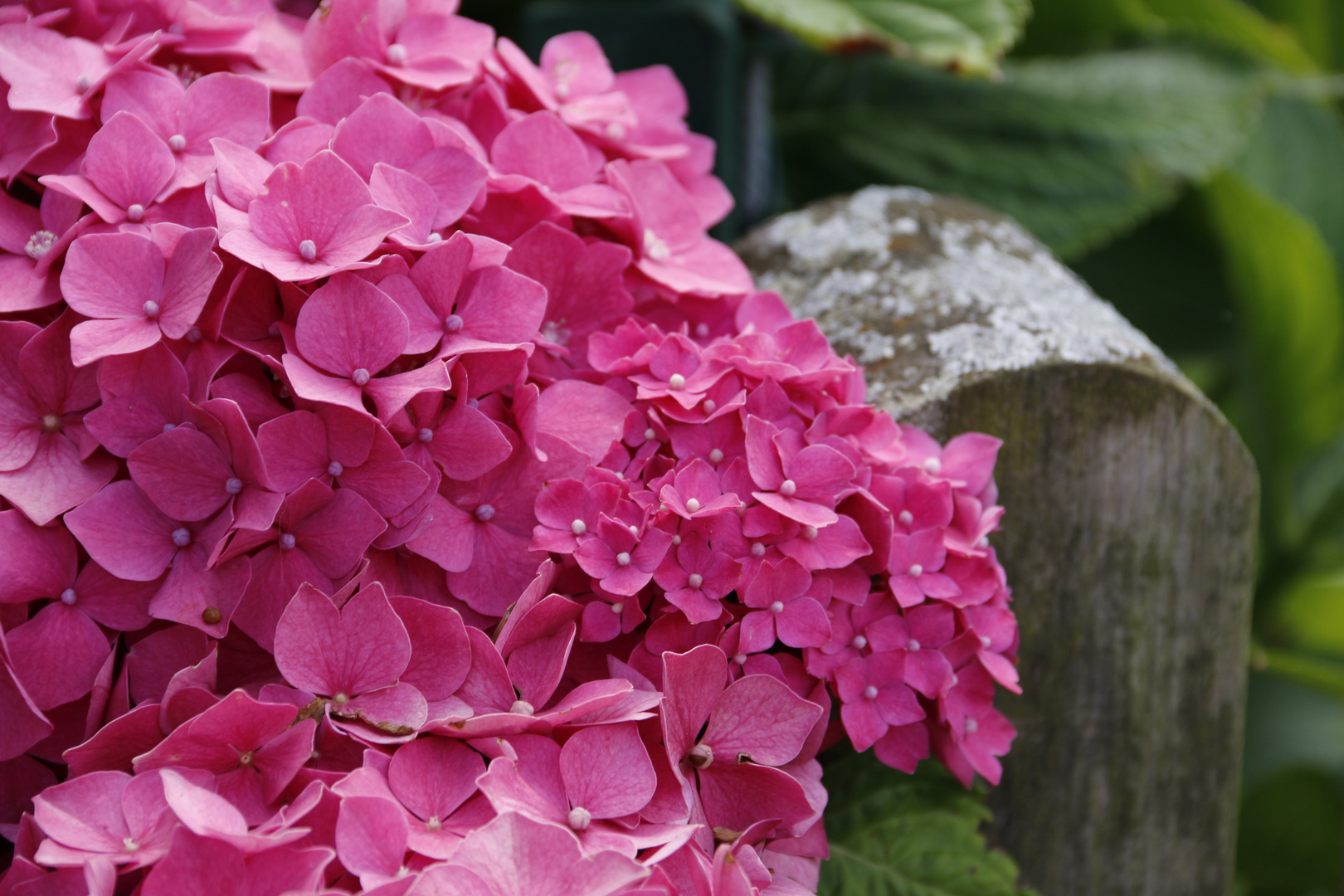 Hortensie in Pink