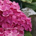 Hortensie in Pink