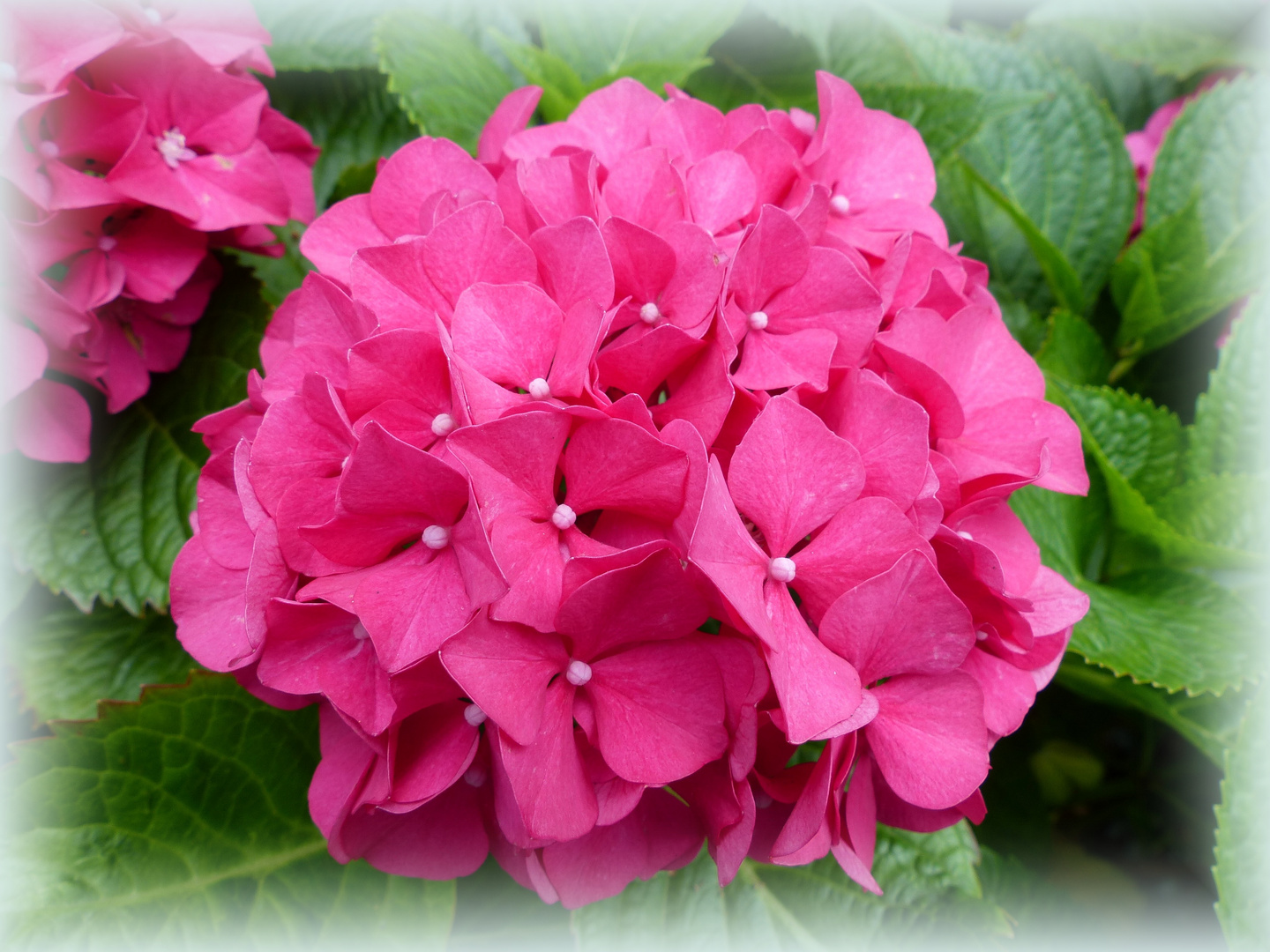 Hortensie in pink