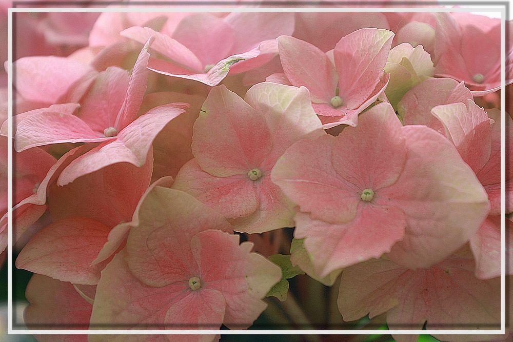 Hortensie in rosé