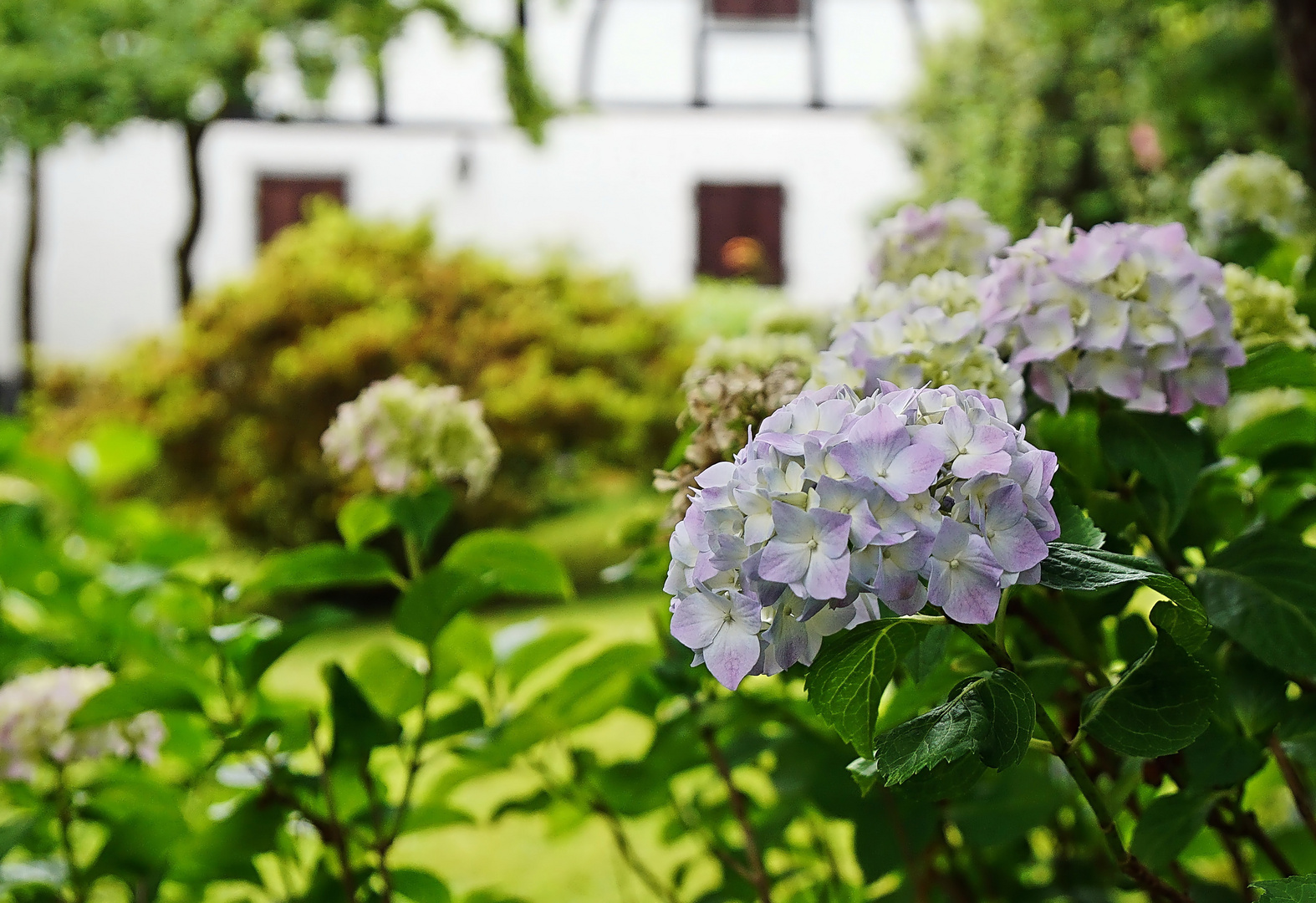 Hortensie in Stadt Blankenberg an der Sieg