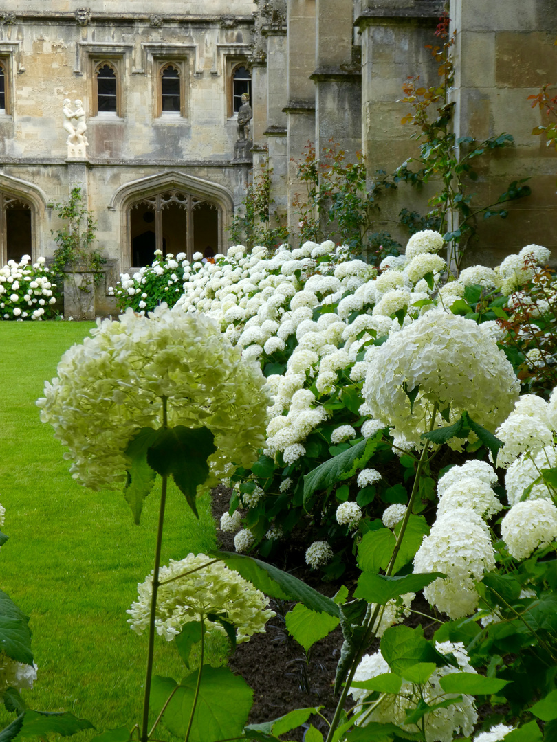 Hortensie in Tradition