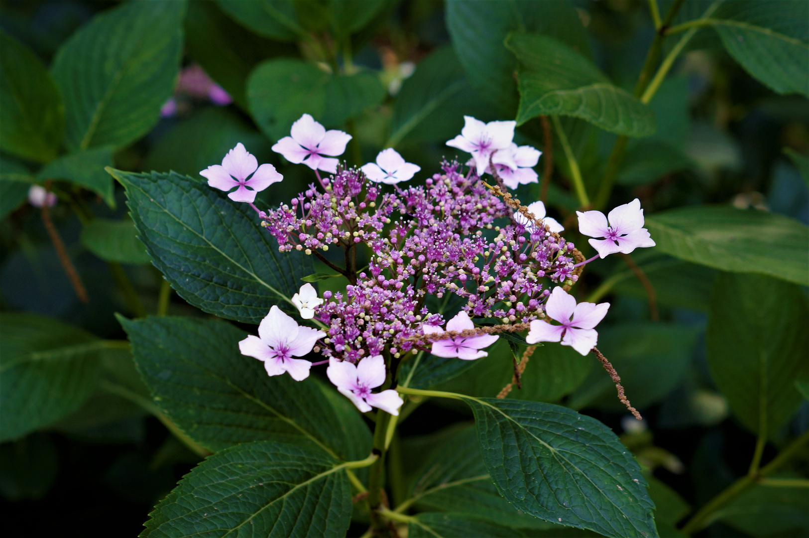 Hortensie in violett