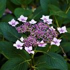 Hortensie in violett