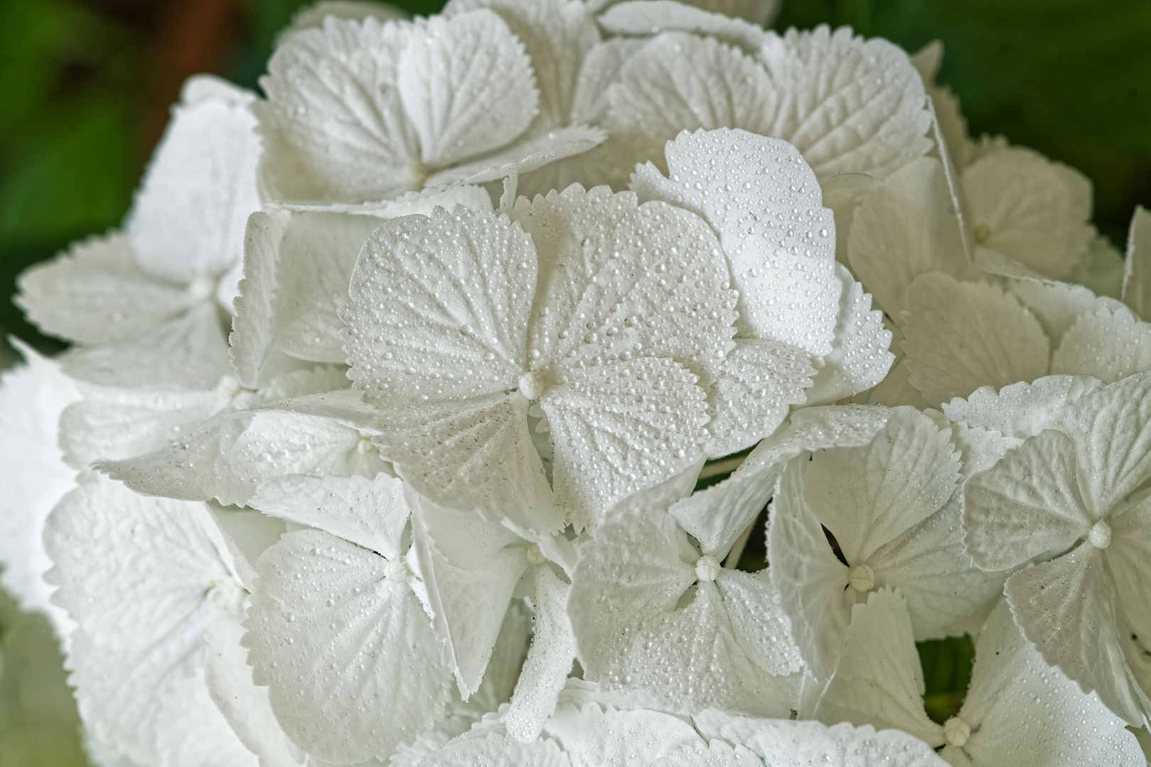 Hortensie in weiss