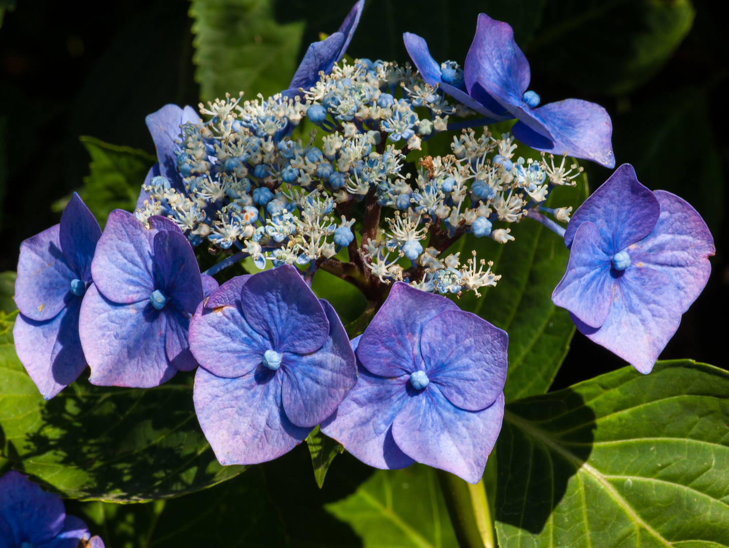 Hortensie IV