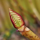 Hortensie jetzt