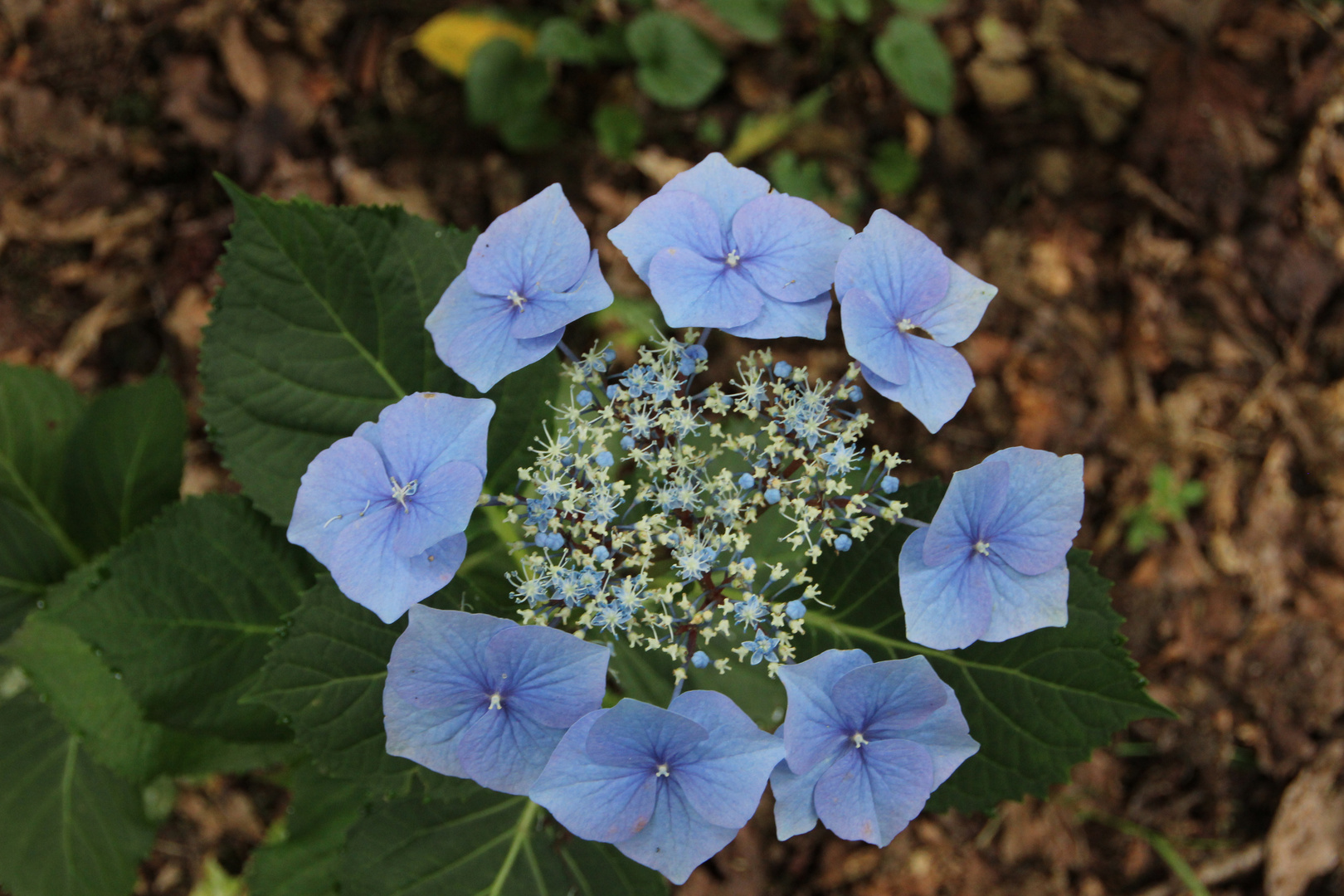 Hortensie macrophylla "Shower"