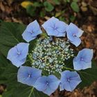 Hortensie macrophylla "Shower"