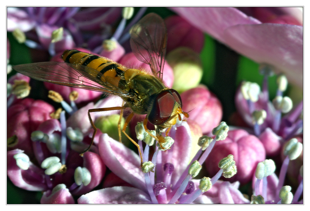 Hortensie mit...