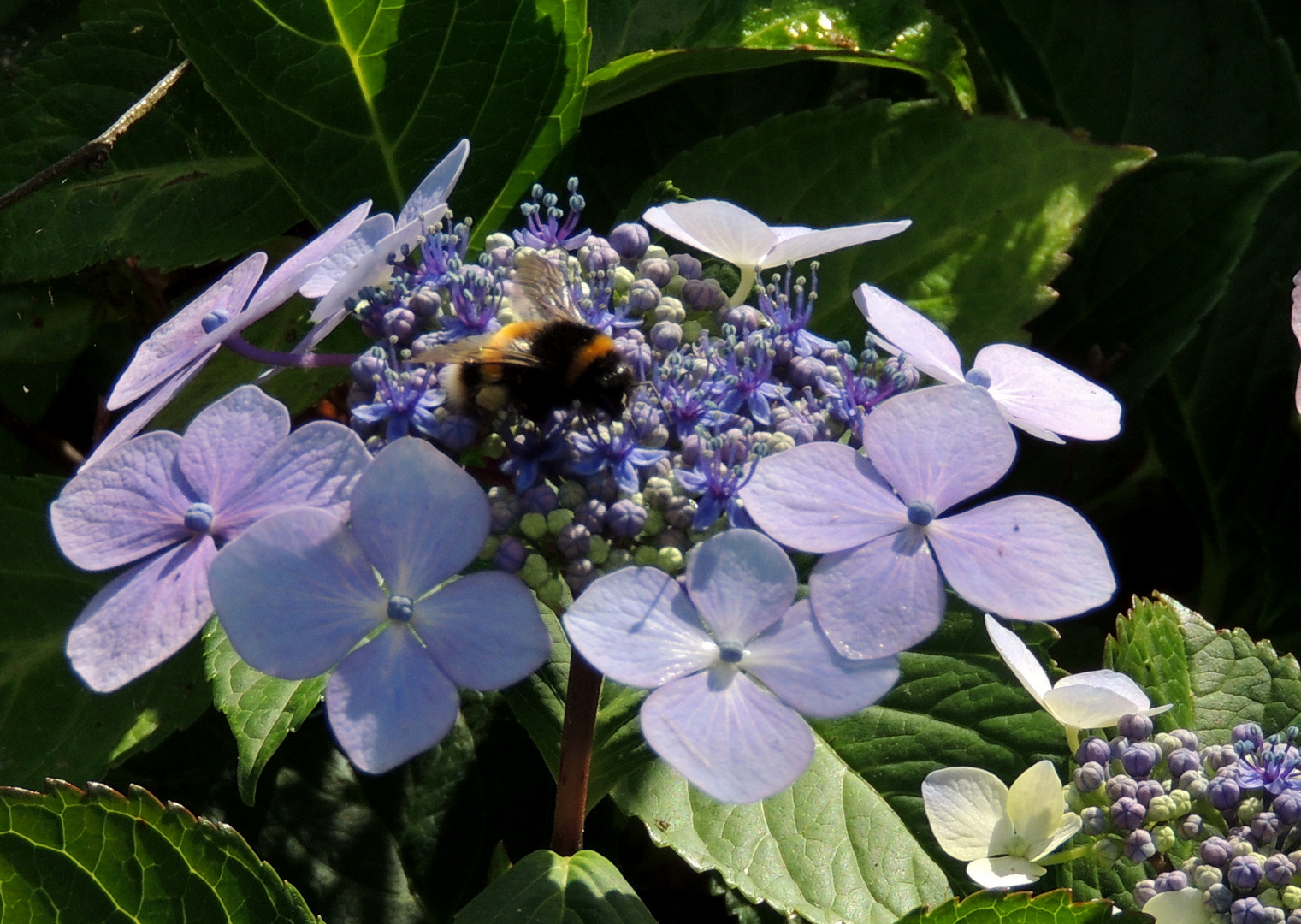 Hortensie mit Besuch